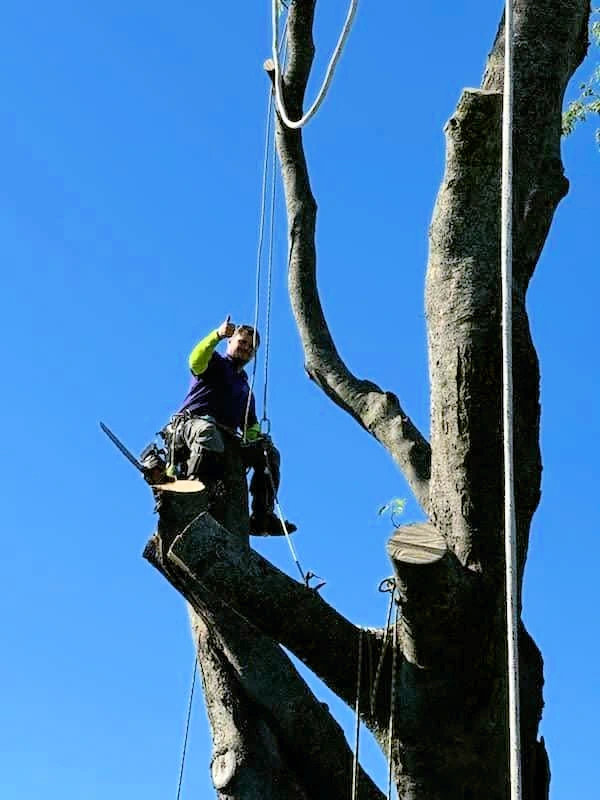 Cutting and lowering branches to the ground.