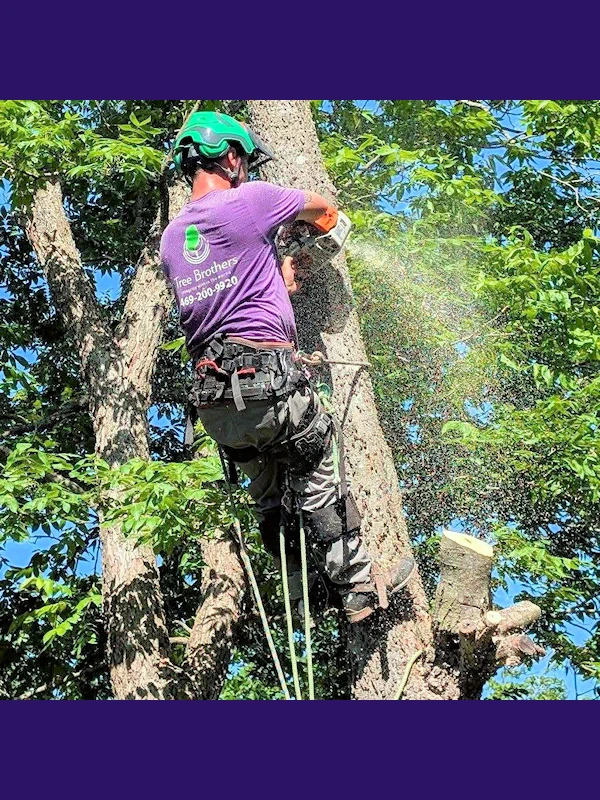 Topping a tree