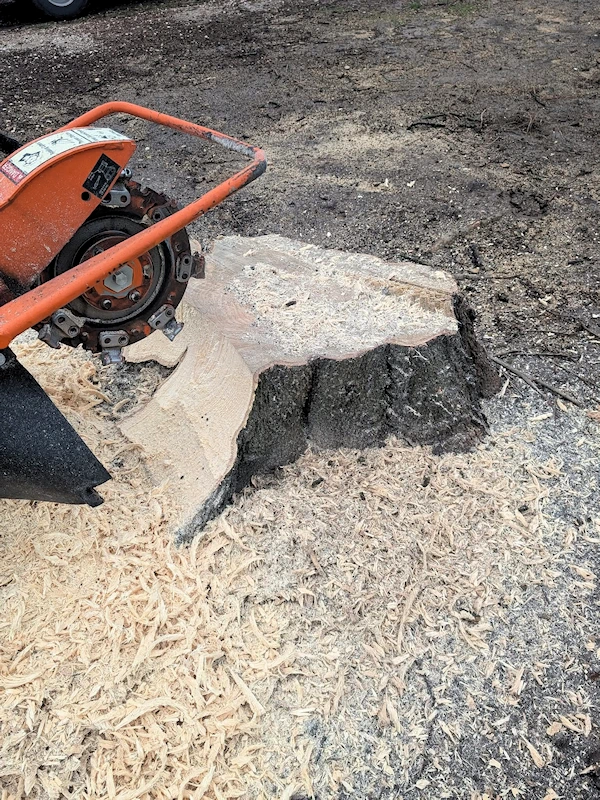 Stump grinder in action