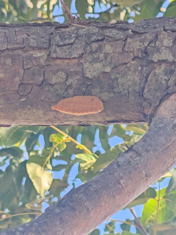 Lesion on a branch