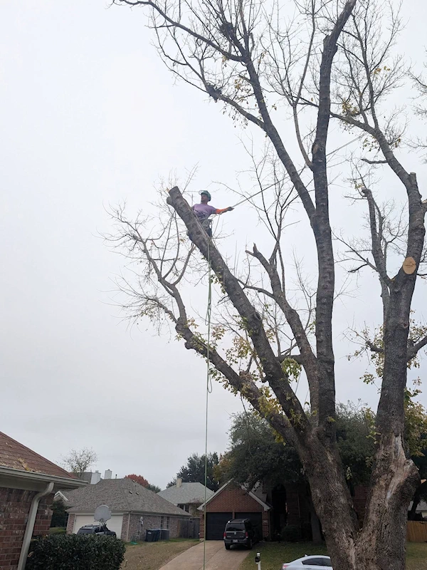 Tree climber cutting branches