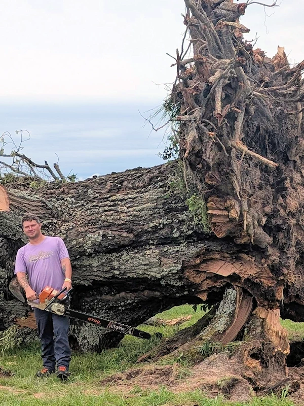 Huge fallen tree about to be cut