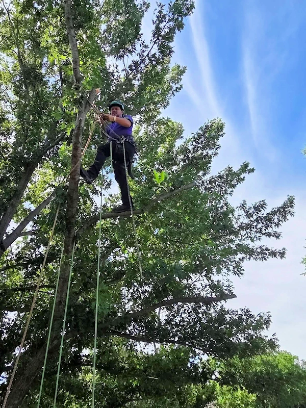 Removing dead branches