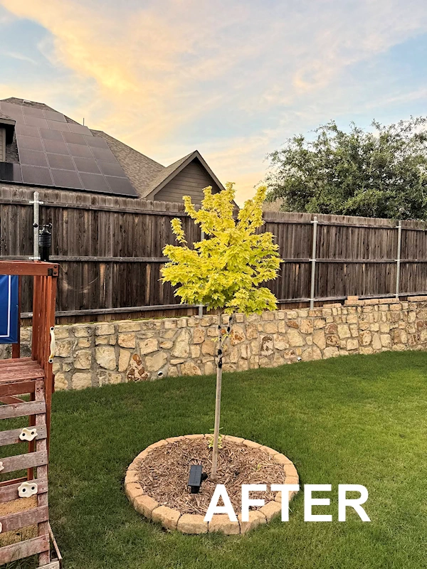 Tree recovered after treatment