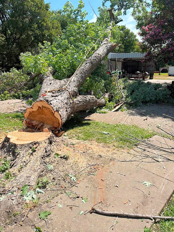 Large tree cut down