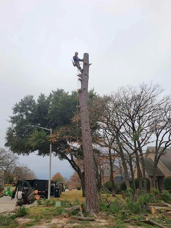 Only the trunk remains after removing branches