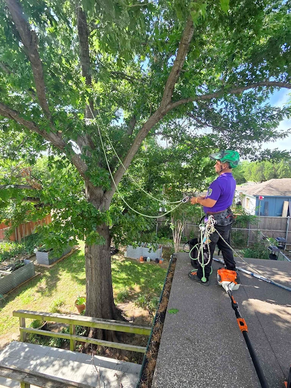 Using ropes to carefully lower branches to the ground