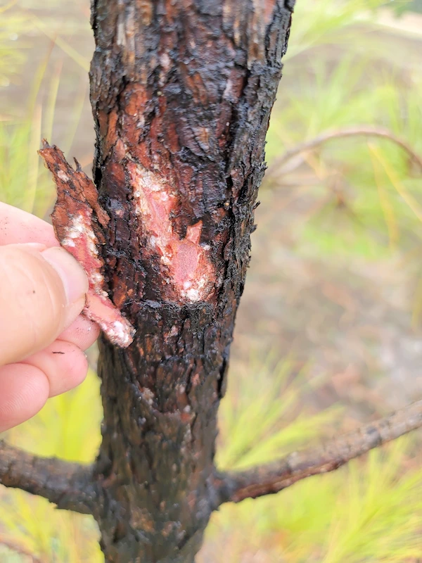 Insects under the bark