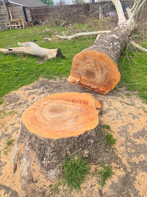 Cut down tree