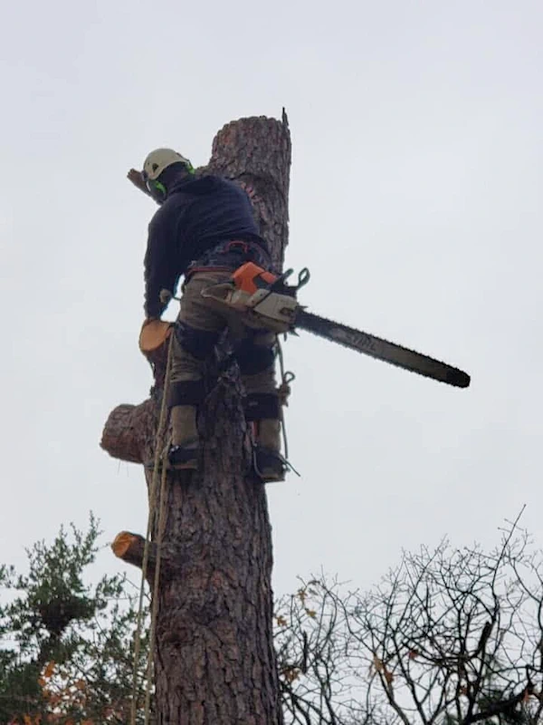 Tree climber in safety gear