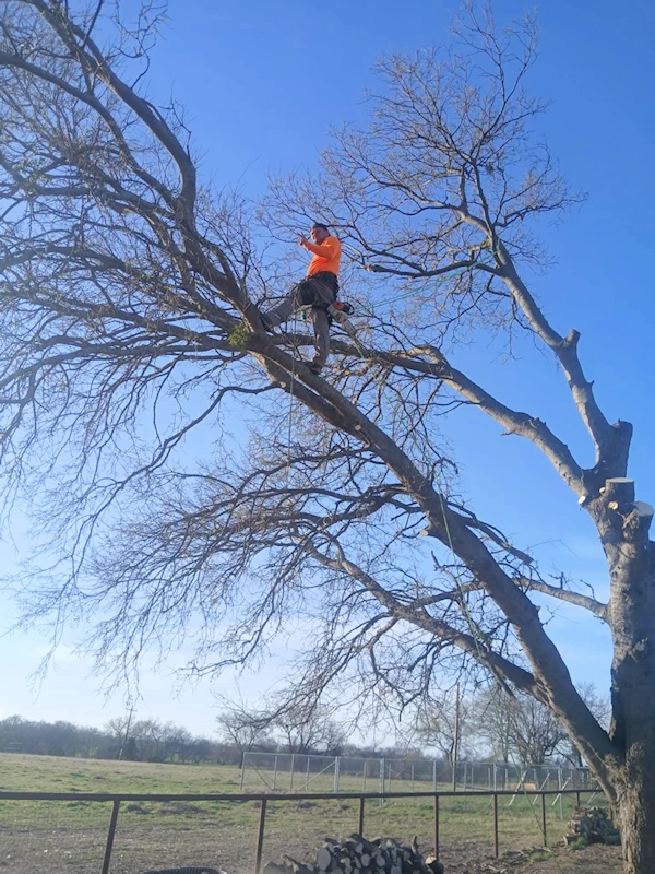 Out on a limb