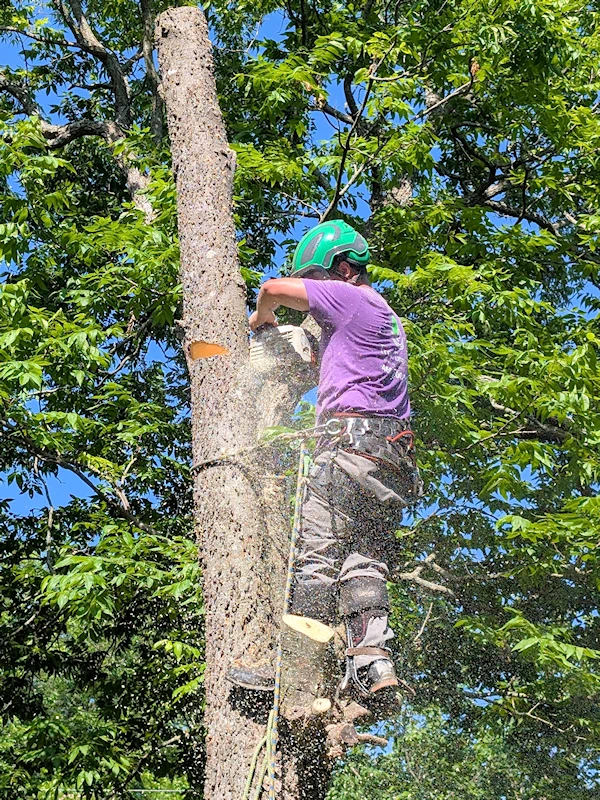 Tree climber and chainsaw