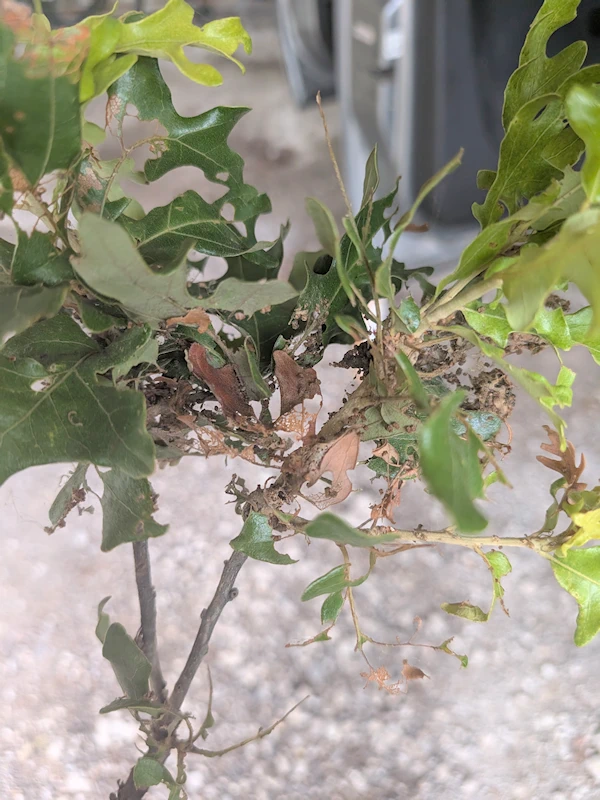 Brown and twisted leaves