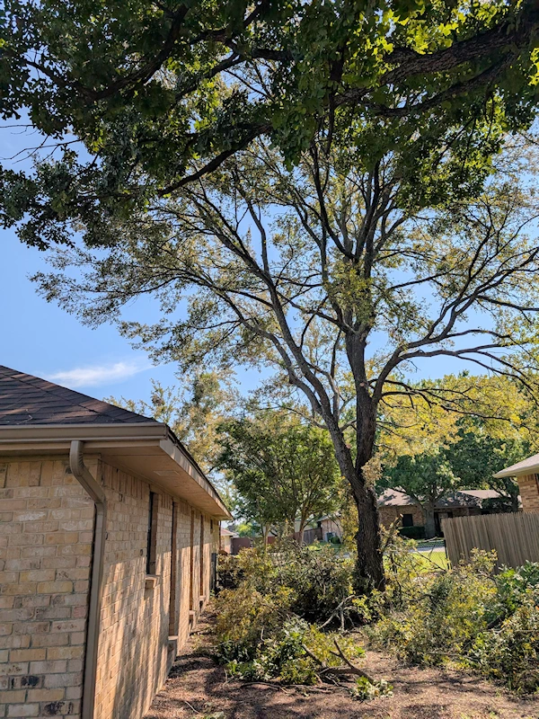 Trimmed branches lying around the tree
