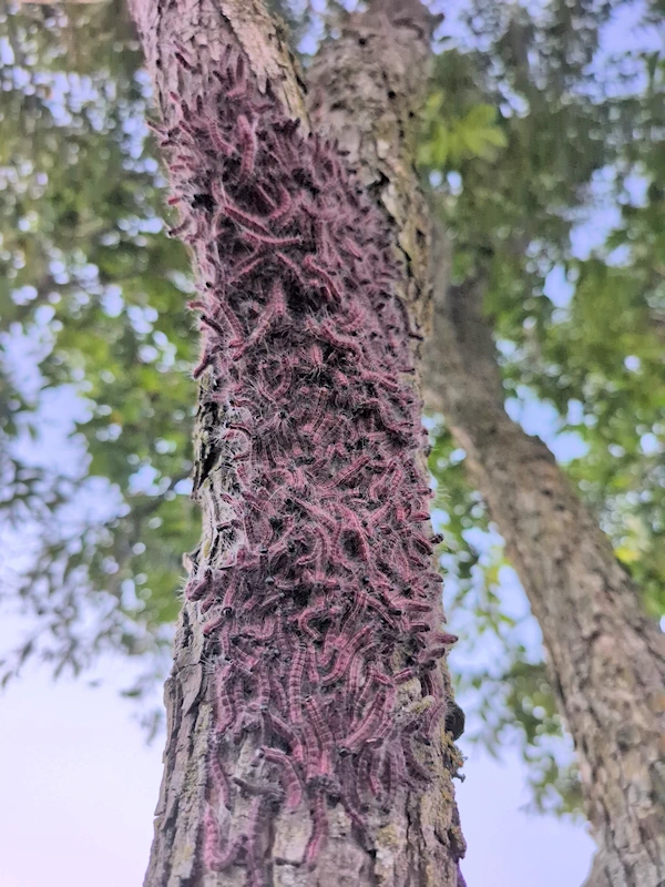 A mass of caterpillars on a trunk