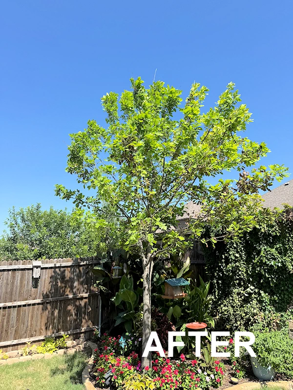 Healthy tree after treatment