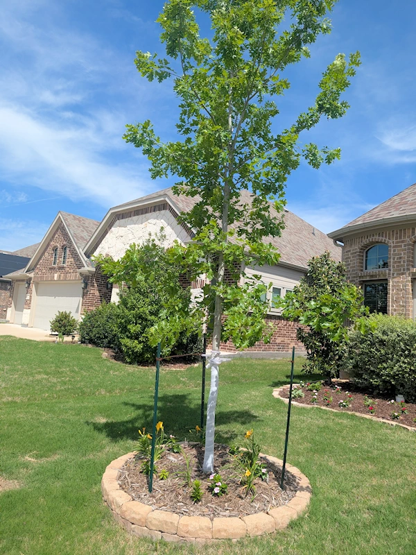 New tree freshly planted
