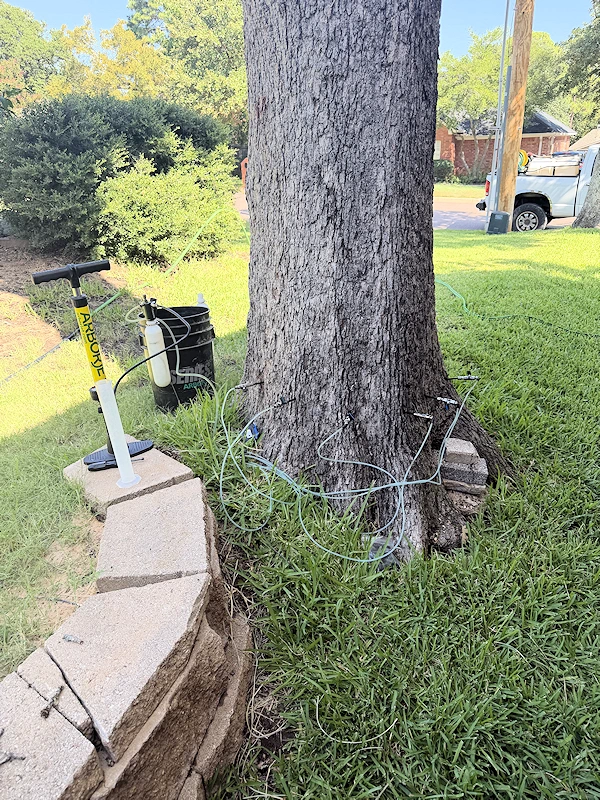 Injectors inserted into a tree trunk.